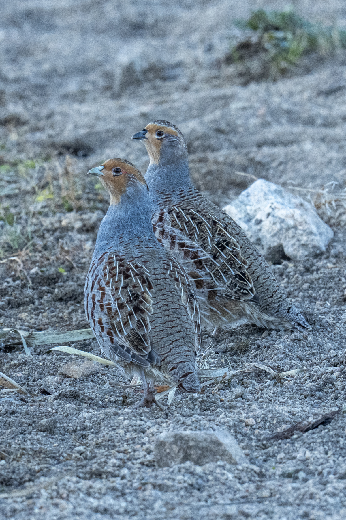 Daurian Partridges (image by Mark Beaman)