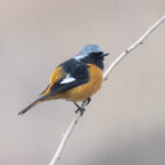 Daurian Redstart (image by Mark Beaman)