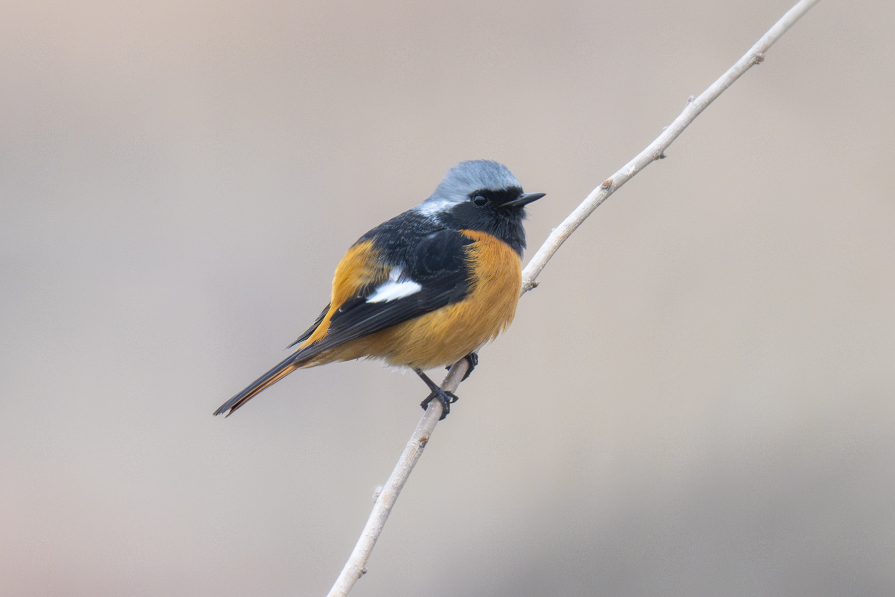 Daurian Redstart (image by Mark Beaman)
