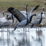 Demoiselle Cranes (image by Mark Beaman)
