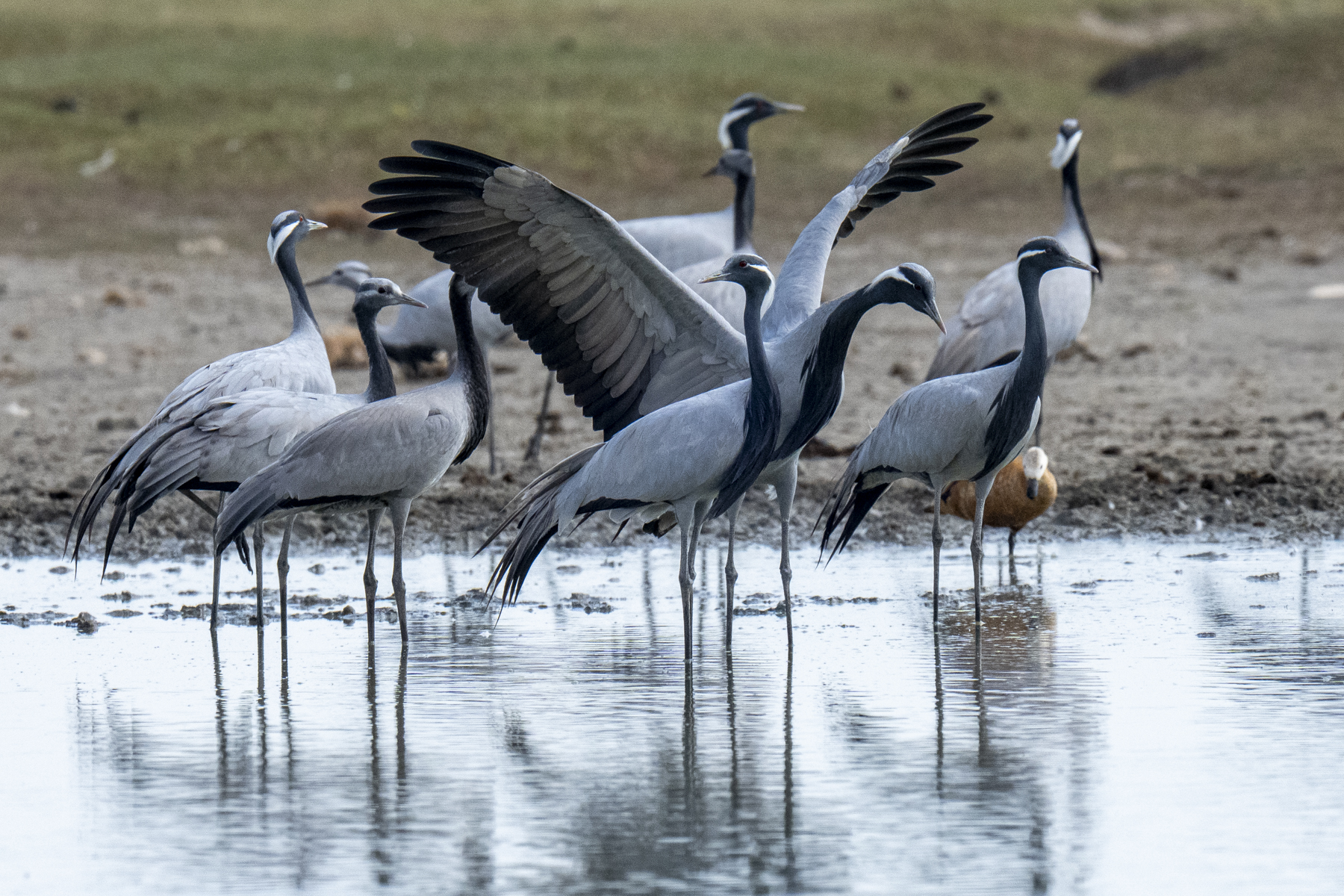 Demoiselle Cranes (image by Mark Beaman)