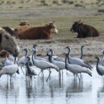 Demoiselle Cranes often mix with domestic animals in Mongolia (image by Mark Beaman)