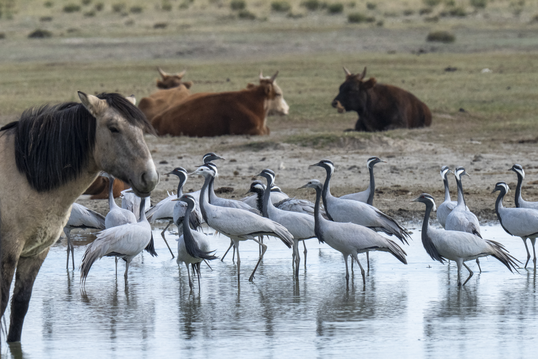 Demoiselle Cranes often mix with domestic animals in Mongolia (image by Mark Beaman)