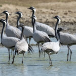 Demoiselle Cranes (image by Mark Beaman)