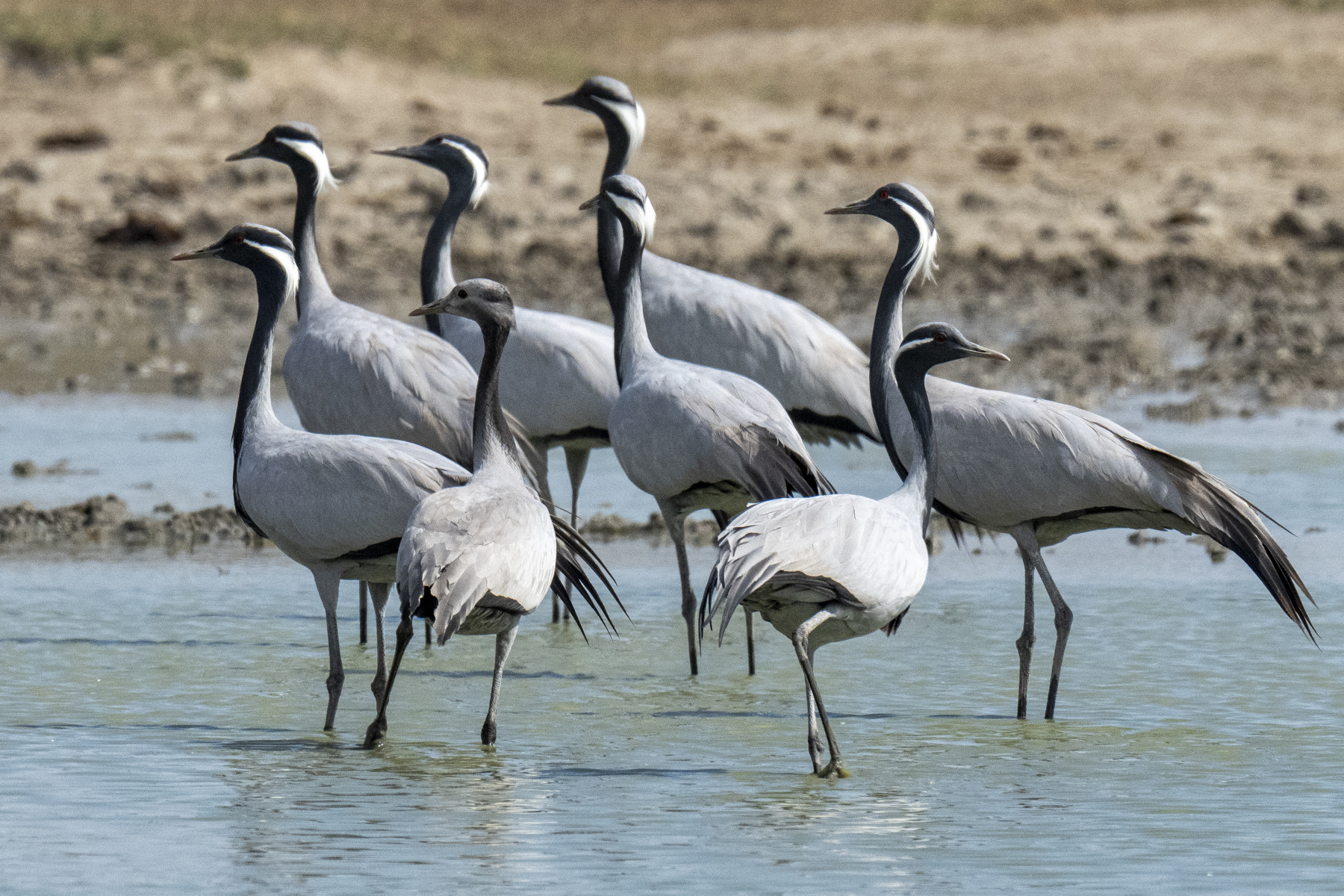 Demoiselle Cranes (image by Mark Beaman)