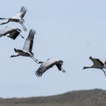 Demoiselle Cranes (image by Mark Beaman)