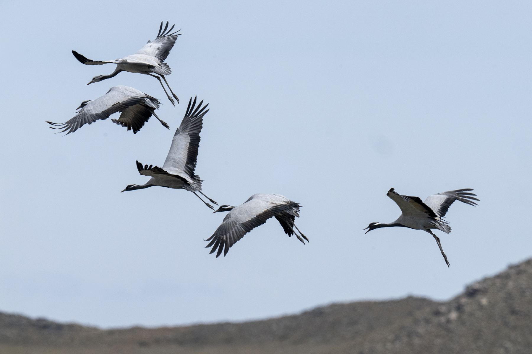 Demoiselle Cranes (image by Mark Beaman)