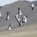 Demoiselle Cranes (image by Mark Beaman)