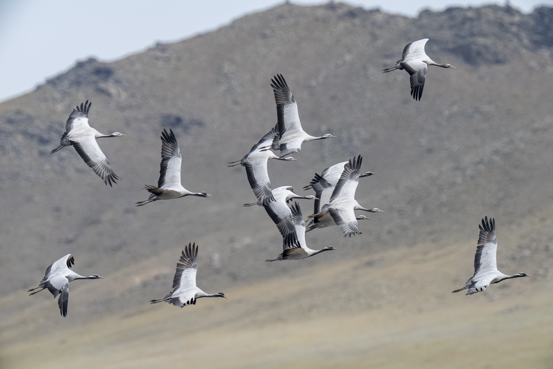 Demoiselle Cranes (image by Mark Beaman)