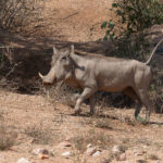 Desert Warthog (image by Mark Van Beirs)