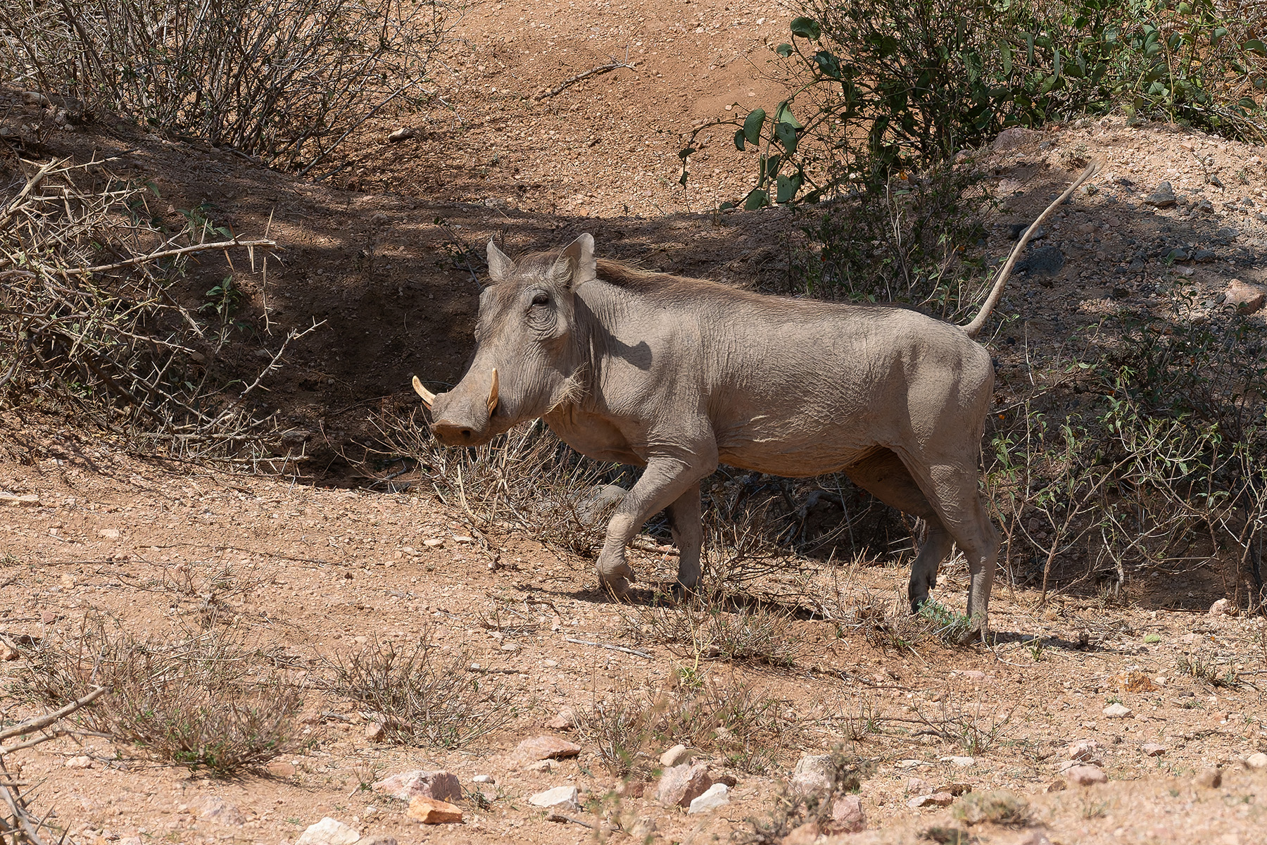 Desert Warthog (image by Mark Van Beirs)