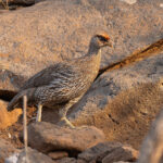 SOMALILAND & DJIBOUTI TOUR REPORT 2026