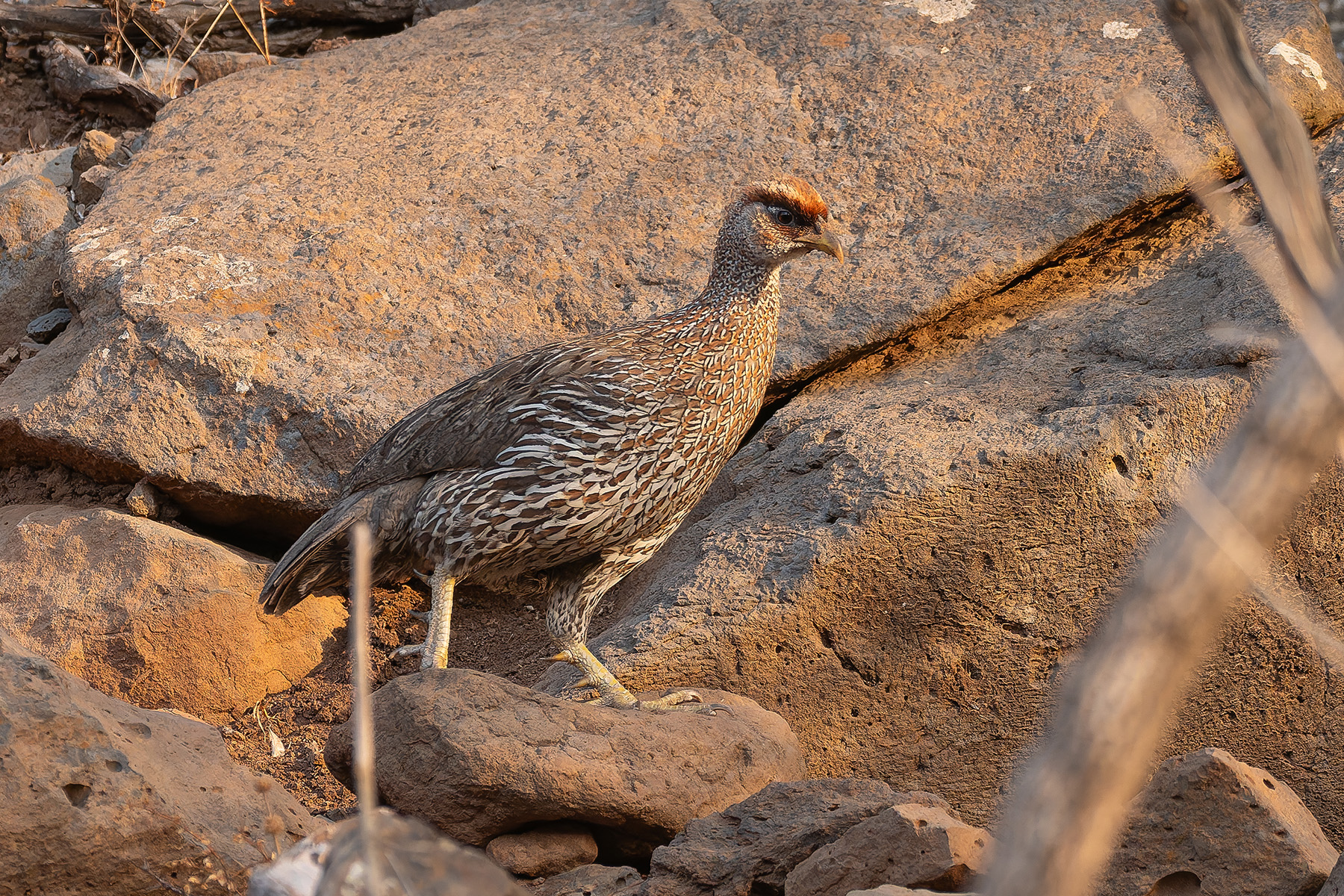 Djibouti Spurfowl (image by Mark Van Beirs)