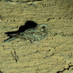 Donaldson Smith's Nightjar (image by Mark Van Beirs)