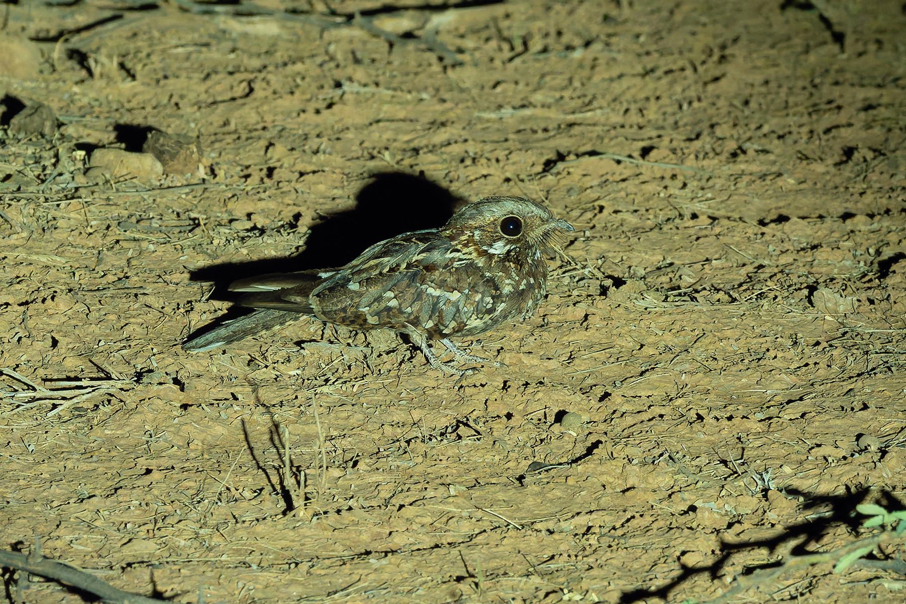 Donaldson Smith's Nightjar (image by Mark Van Beirs)