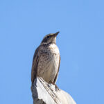 Dusky Thrush (image by Mark Beaman)