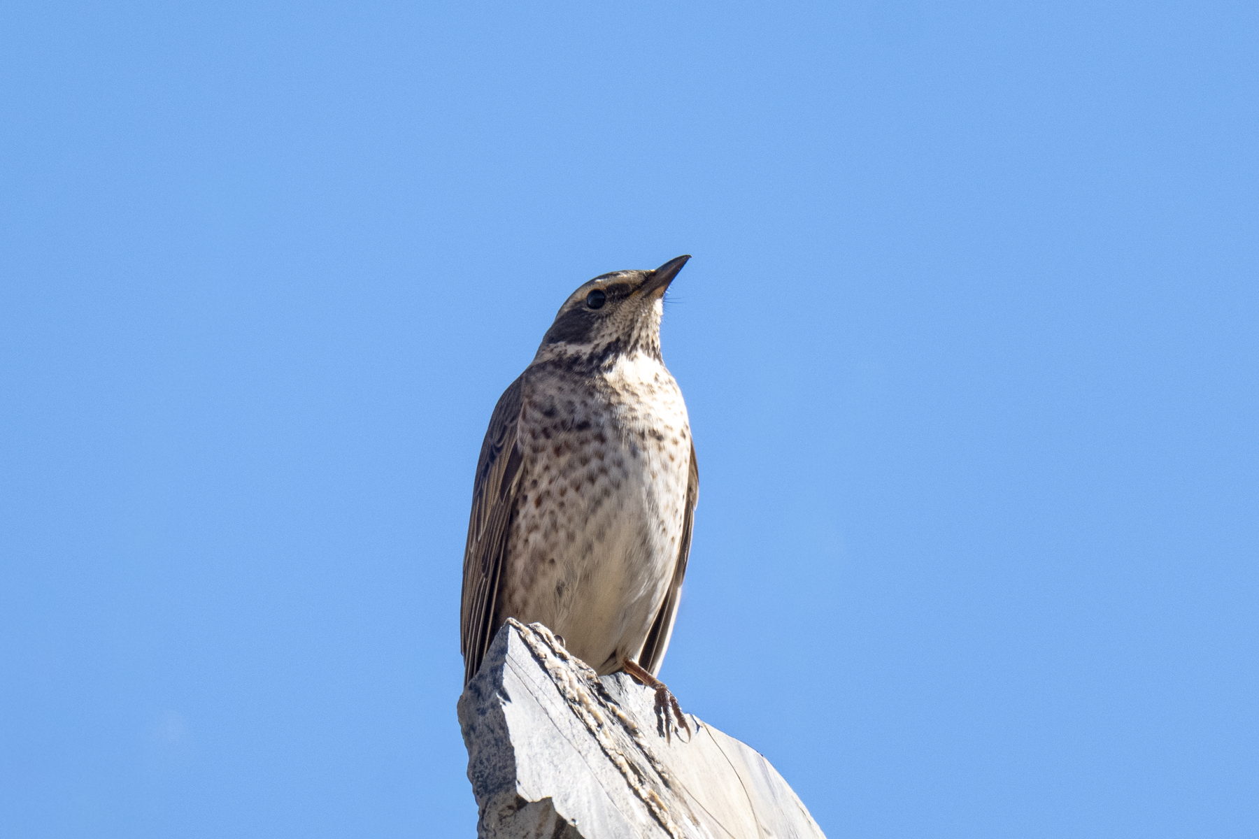 Dusky Thrush (image by Mark Beaman)