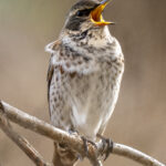Dusky Thrush (image by Mark Beaman)