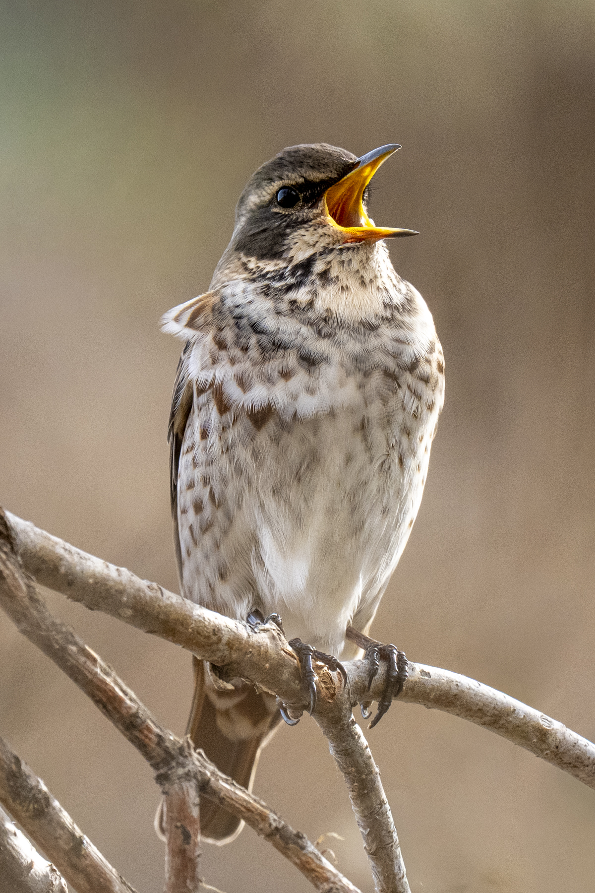 Dusky Thrush (image by Mark Beaman)