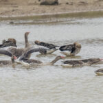 Eastern Greylag Geese (image by Mark Beaman)
