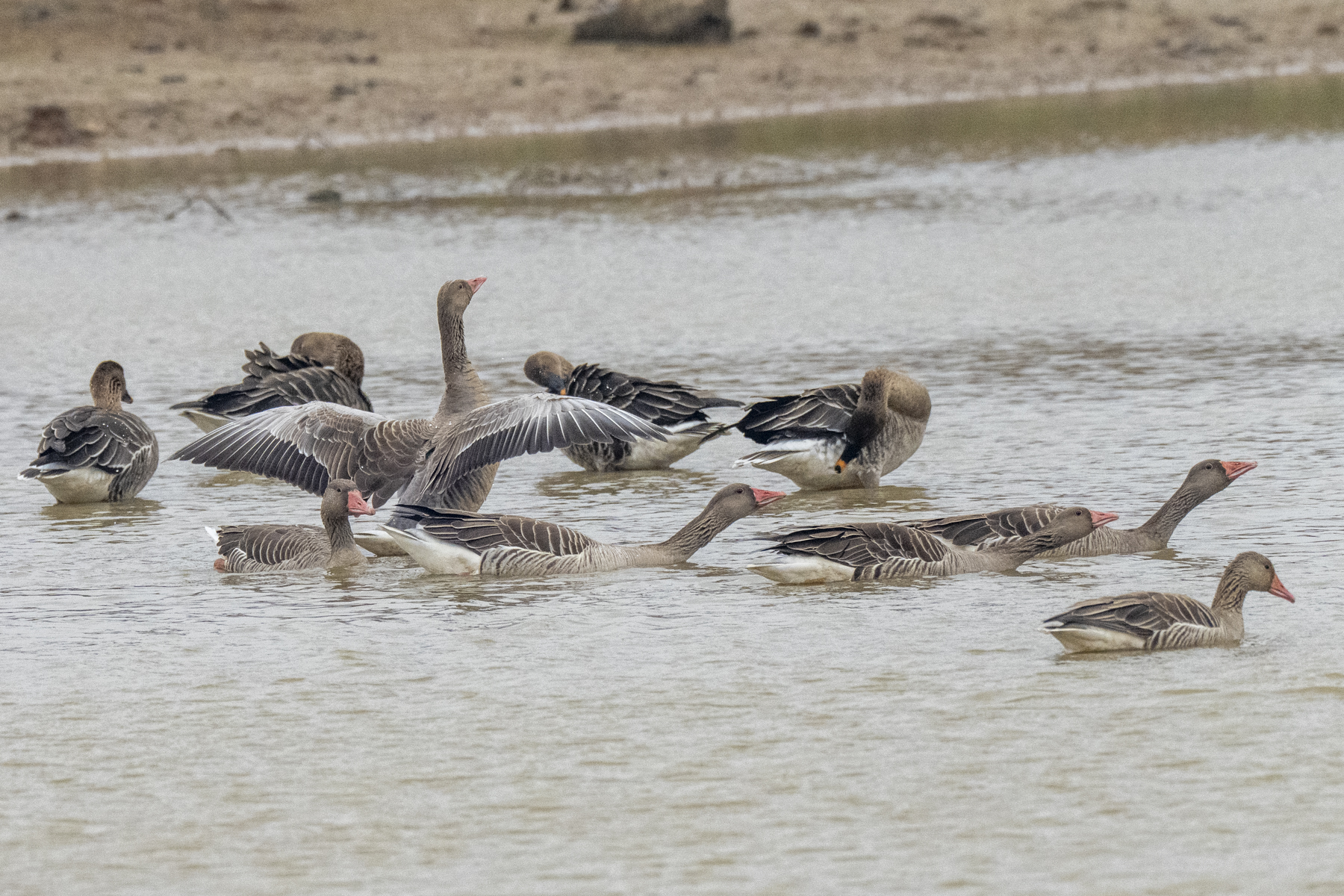 Eastern Greylag Geese (image by Mark Beaman)
