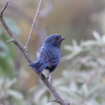 Ecuadorian Seedeater (image by Leo Garrigues)