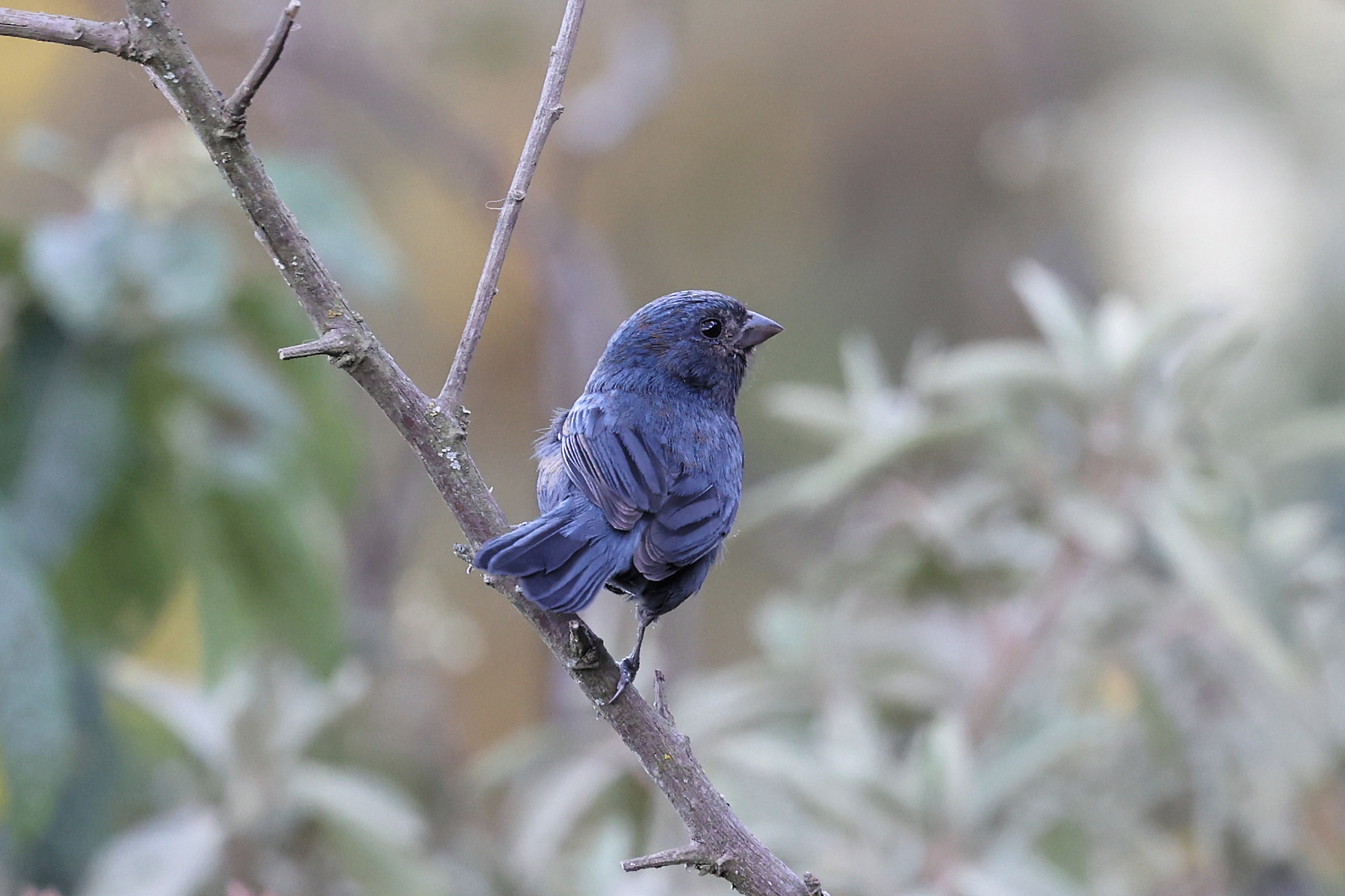 Ecuadorian Seedeater (image by Leo Garrigues)