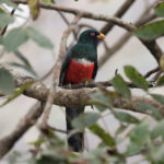 Ecuadorian Trogon (image by Leo Garrigues)