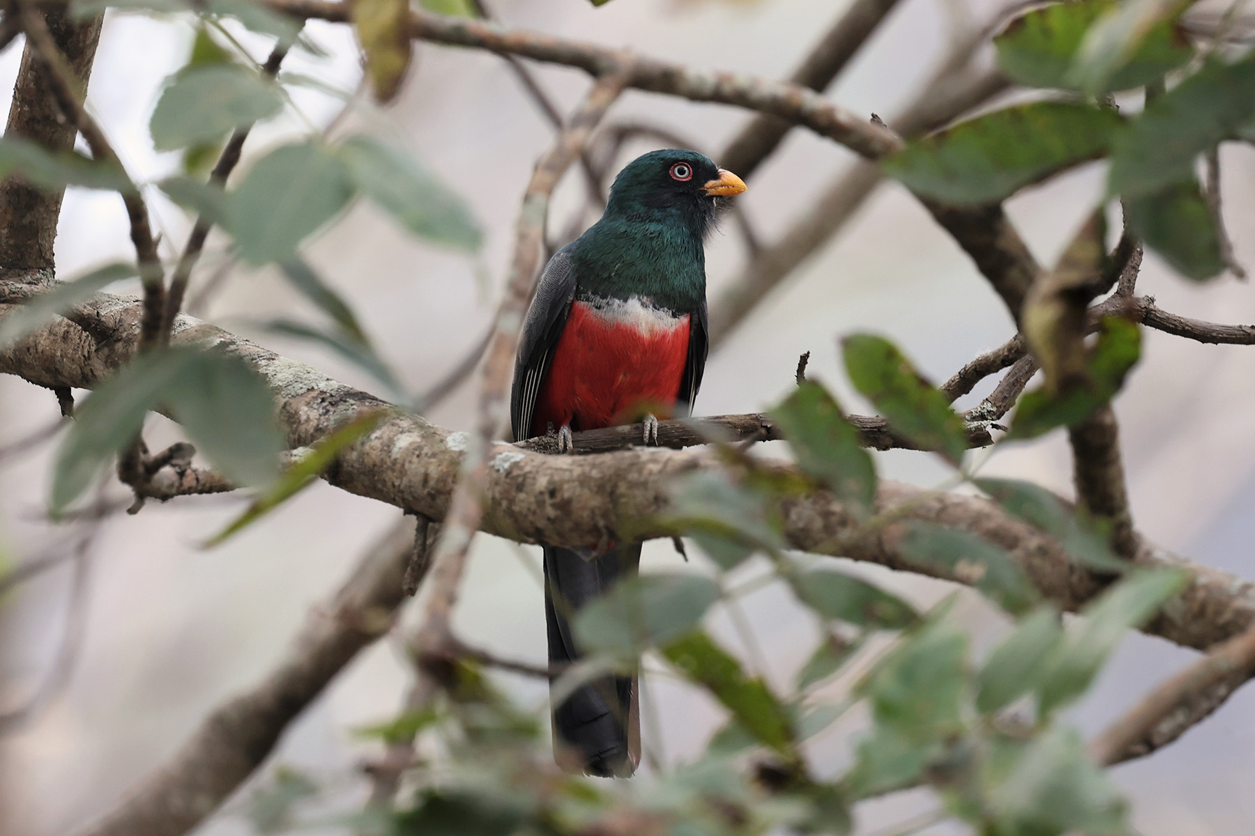 Ecuadorian Trogon (image by Leo Garrigues)