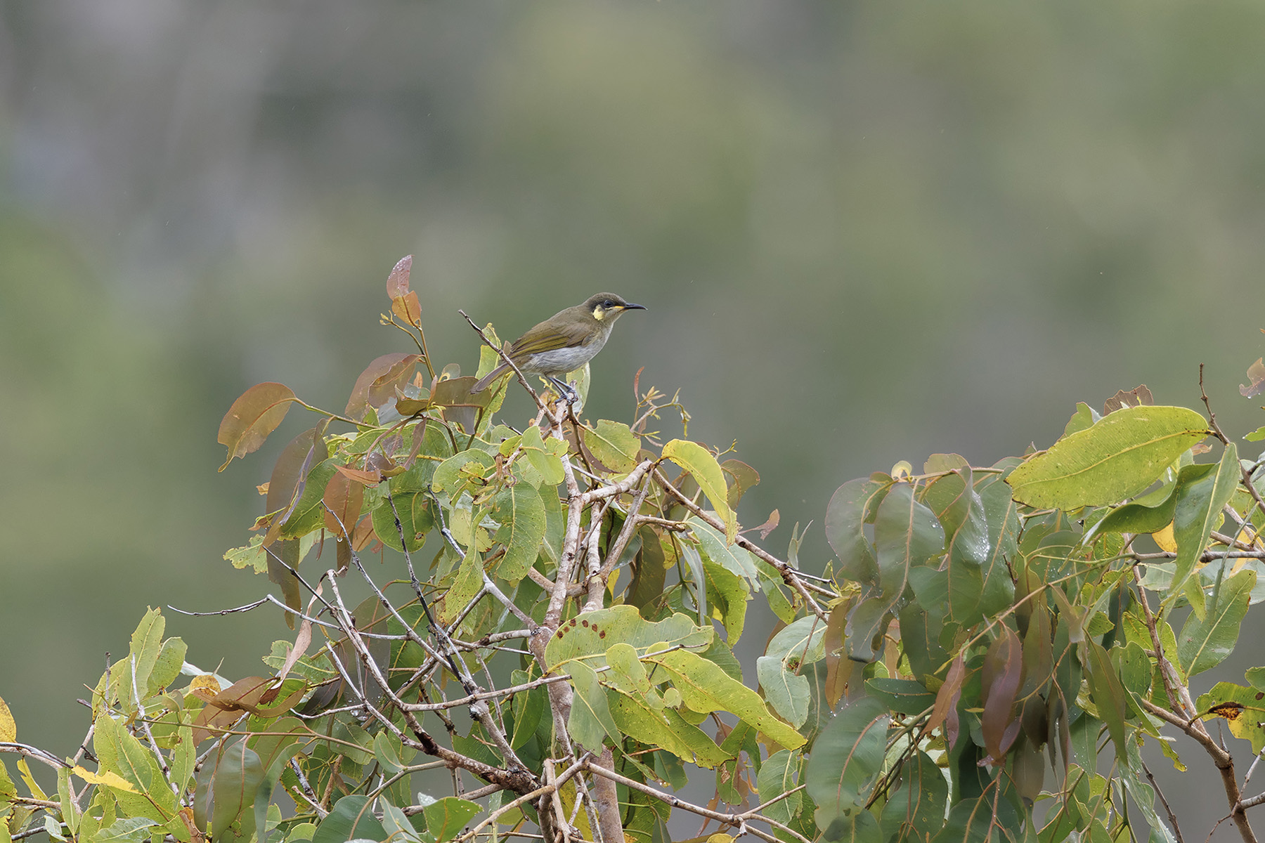 Elegant Honeyeater (image by Dáni Balla)