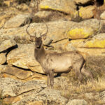Siberian Elk (image by Mark Beaman)
