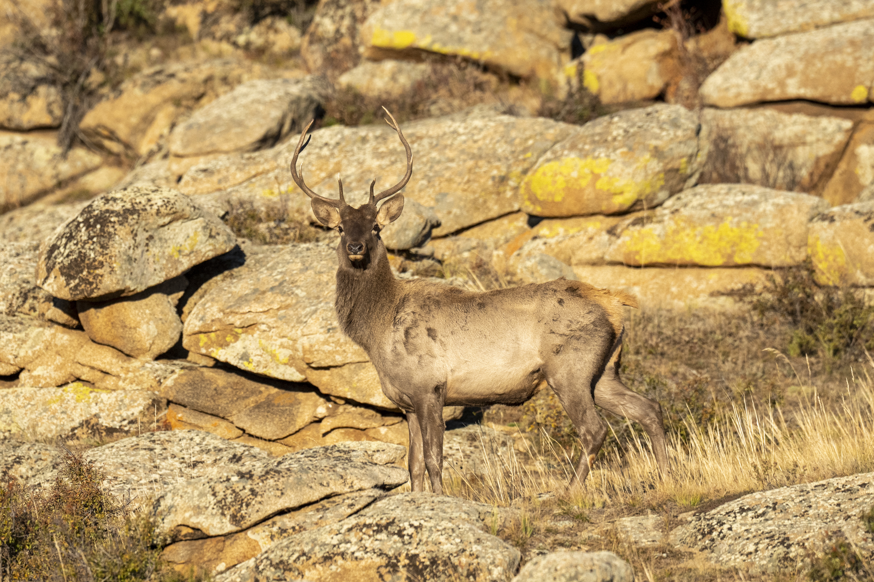 Siberian Elk (image by Mark Beaman)