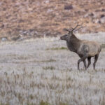 A Siberian Elk tastes the wind (image by Mark Beaman)
