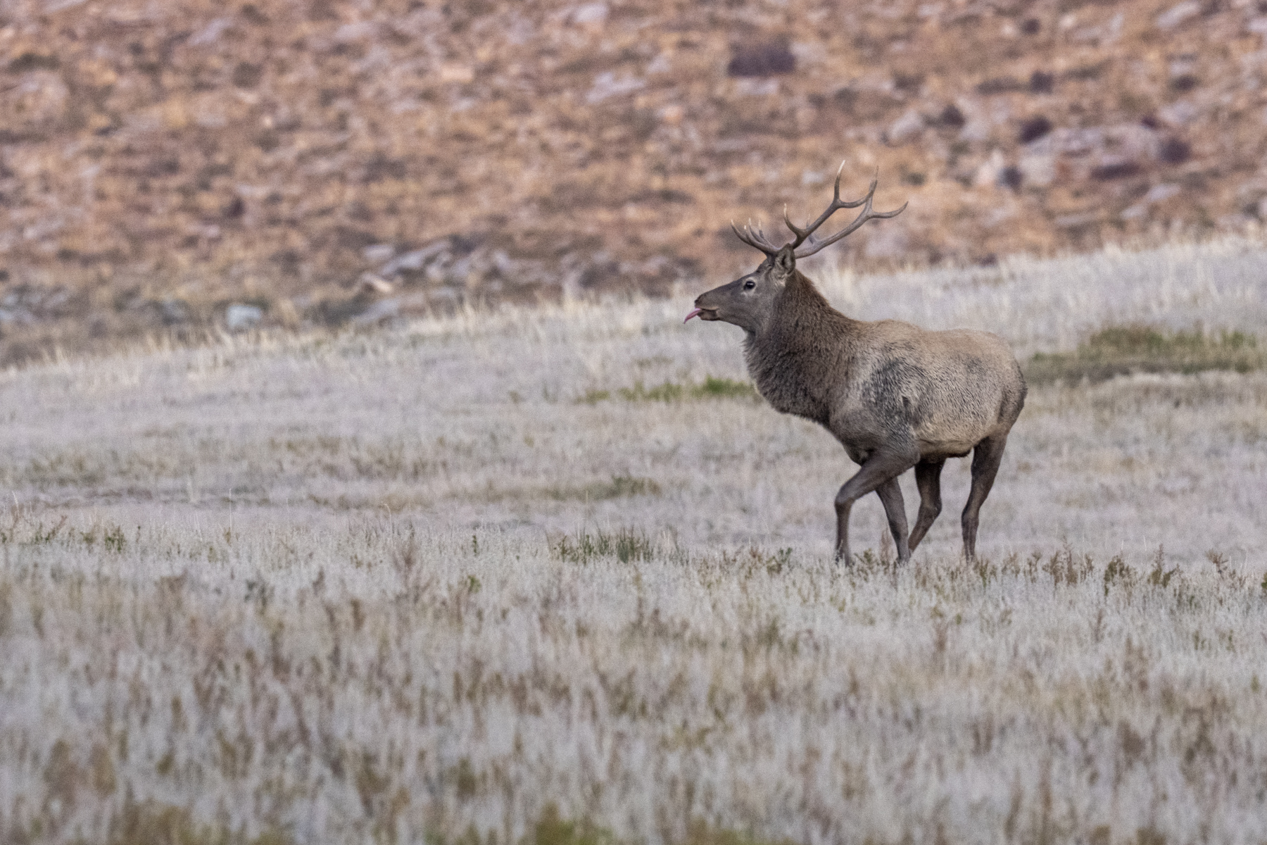 A Siberian Elk tastes the wind (image by Mark Beaman)