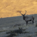Siberian Elk (image by Mark Beaman)