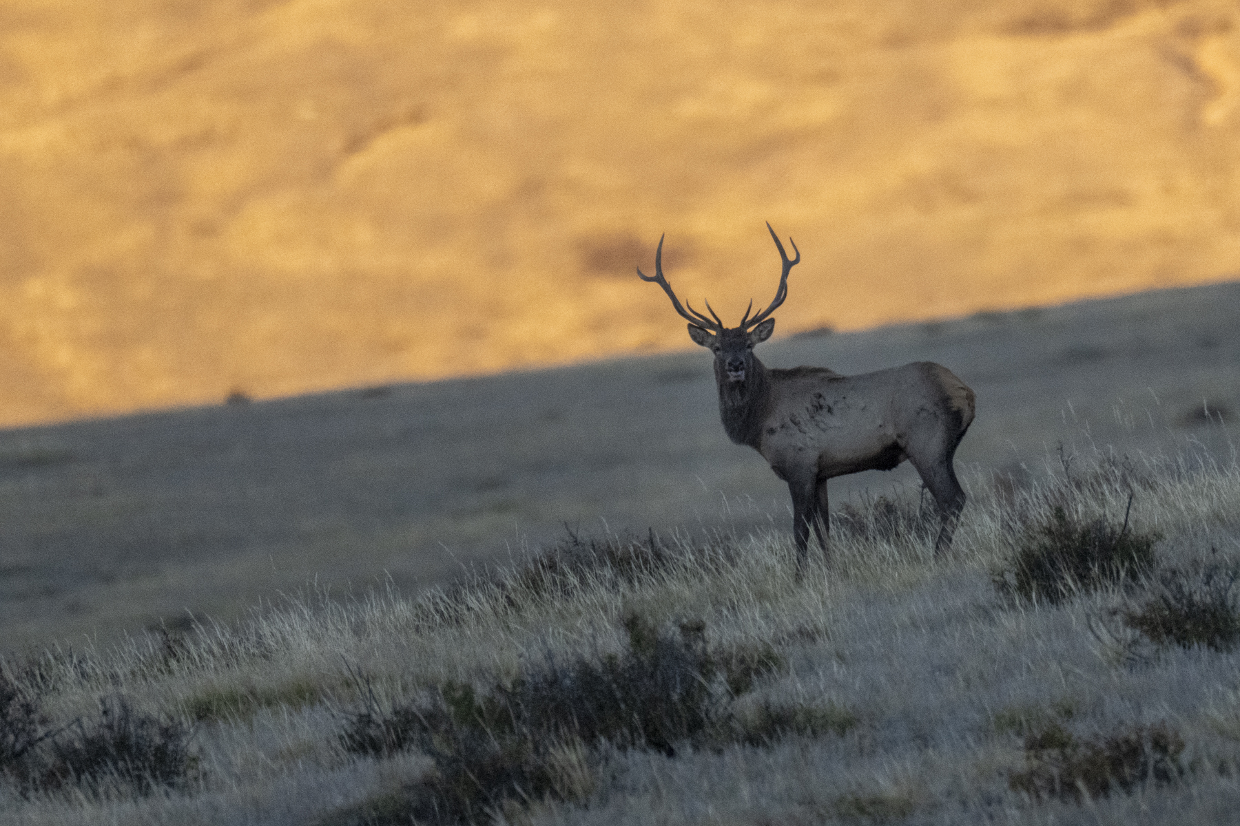Siberian Elk (image by Mark Beaman)