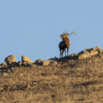 A Siberian Elk stag bugles during the rut (image by Mark Beaman)