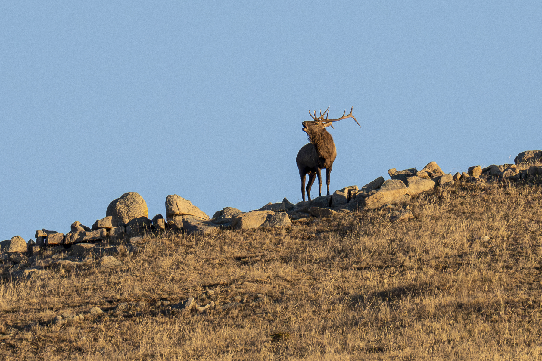 A Siberian Elk stag bugles during the rut (image by Mark Beaman)