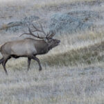 A Siberian Elk stag bugles during the rut (image by Mark Beaman)