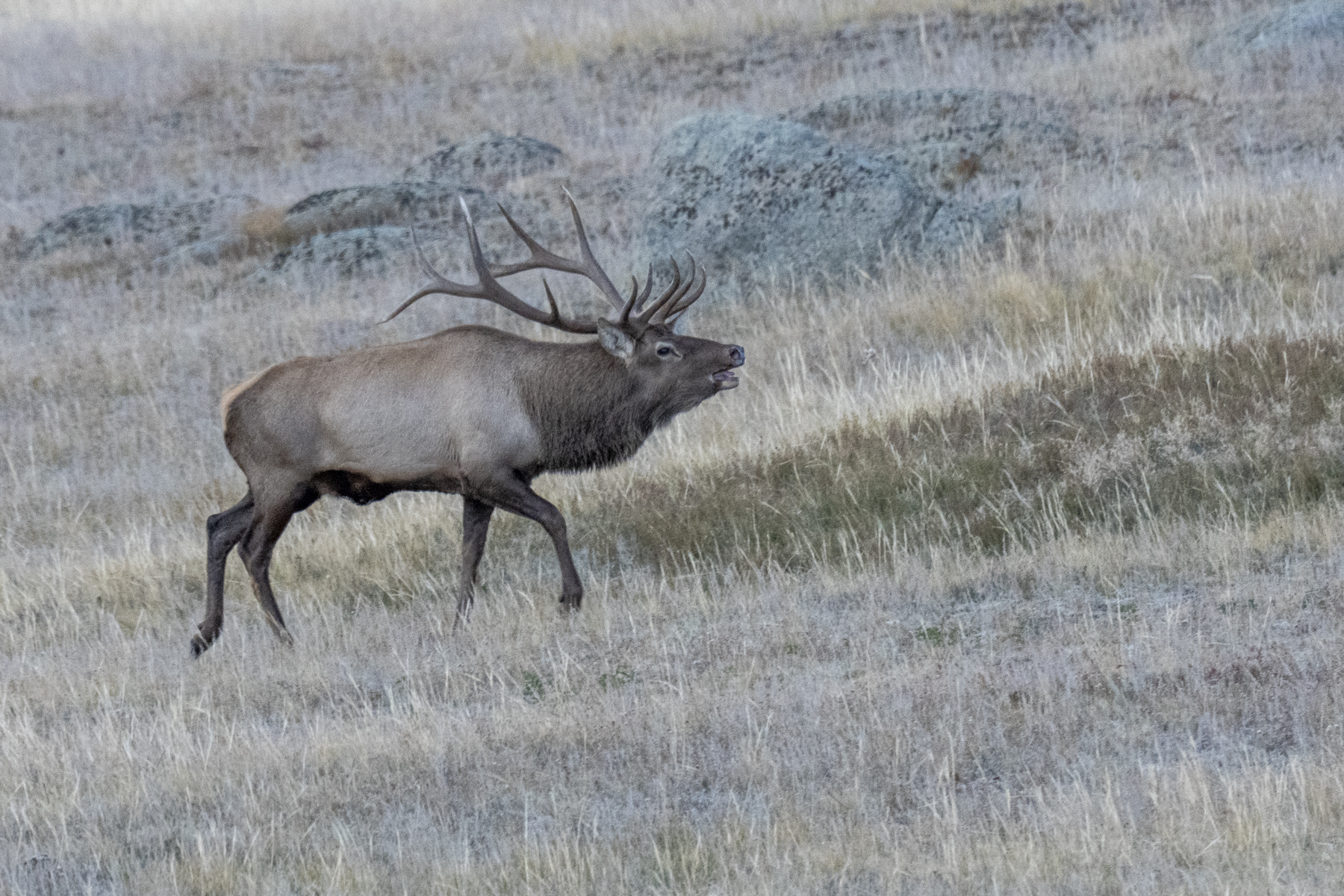 A Siberian Elk stag bugles during the rut (image by Mark Beaman)