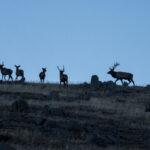 Siberian Elk at dawn (image by Mark Beaman)