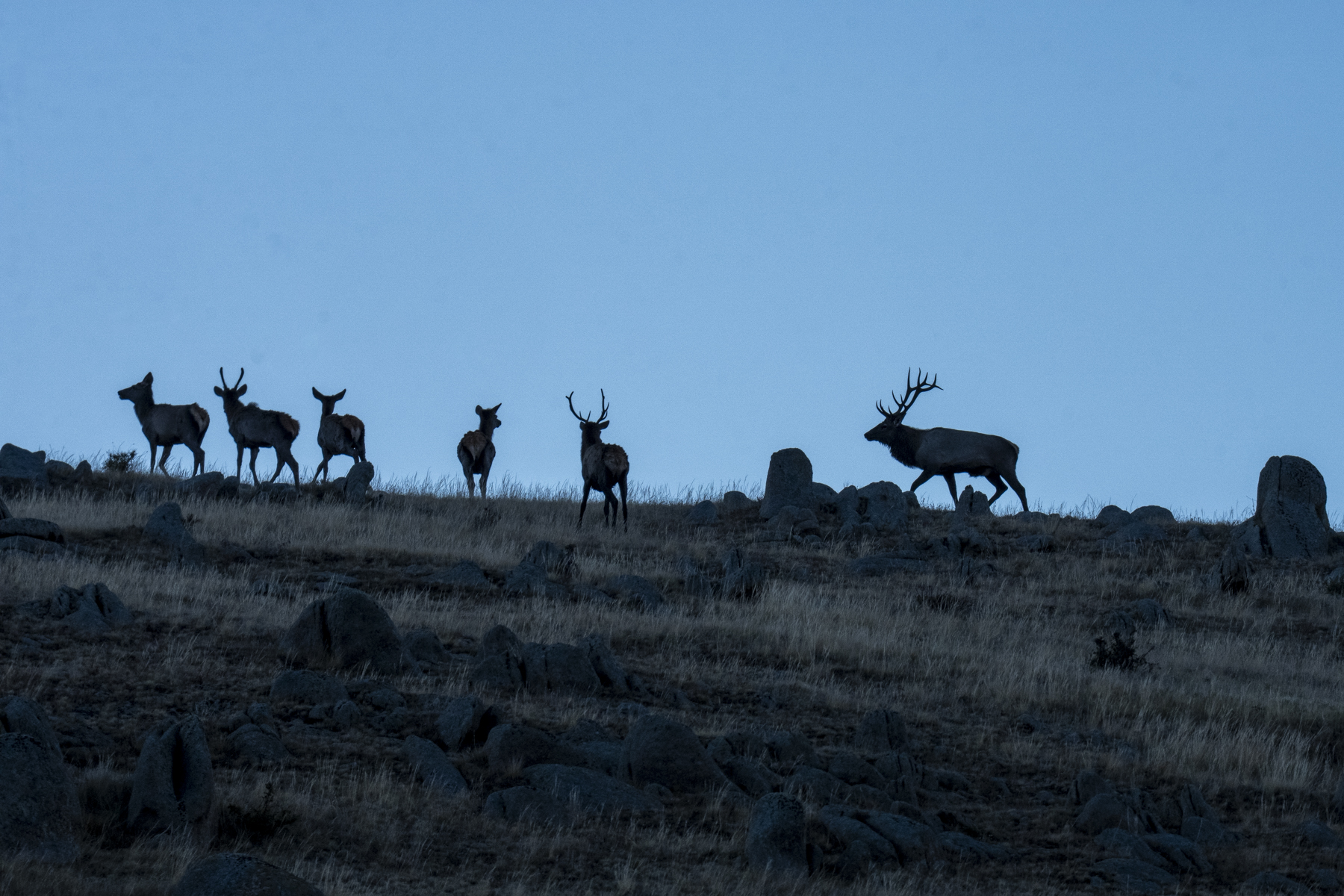 Siberian Elk at dawn (image by Mark Beaman)