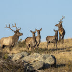 Siberian Elk (image by Mark Beaman)