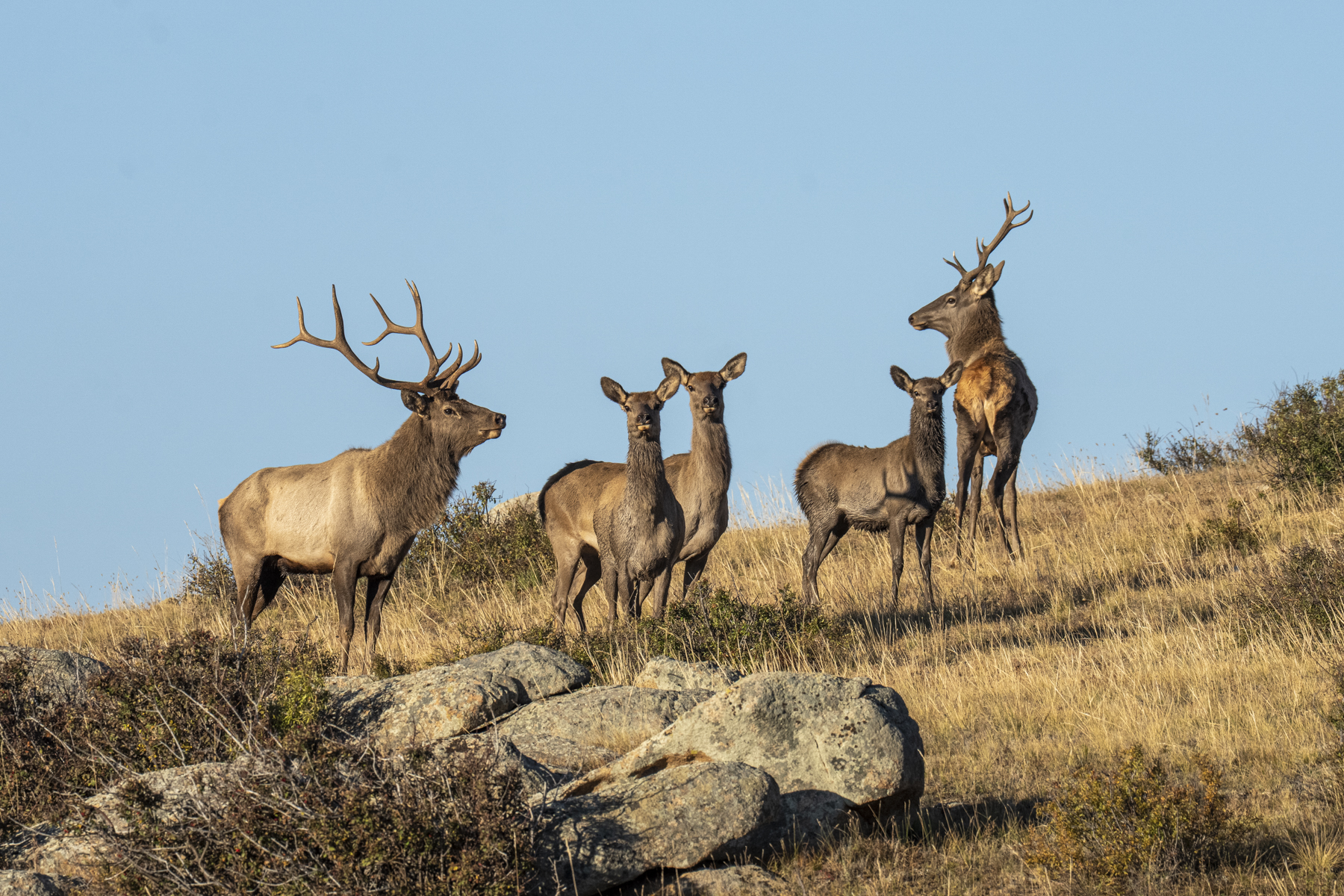 Siberian Elk (image by Mark Beaman)