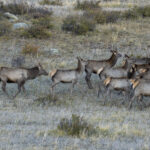 Siberian Elk (image by Mark Beaman)