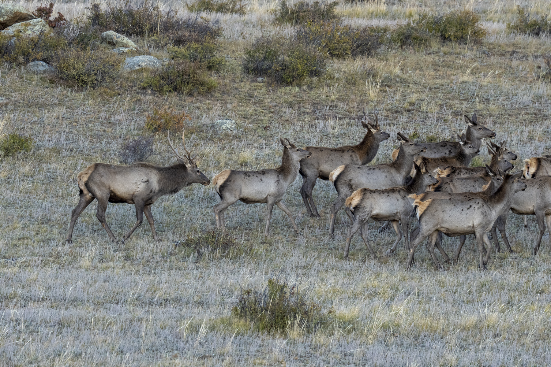 Siberian Elk (image by Mark Beaman)