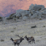 Siberian Elk at sunrise (image by Mark Beaman)
