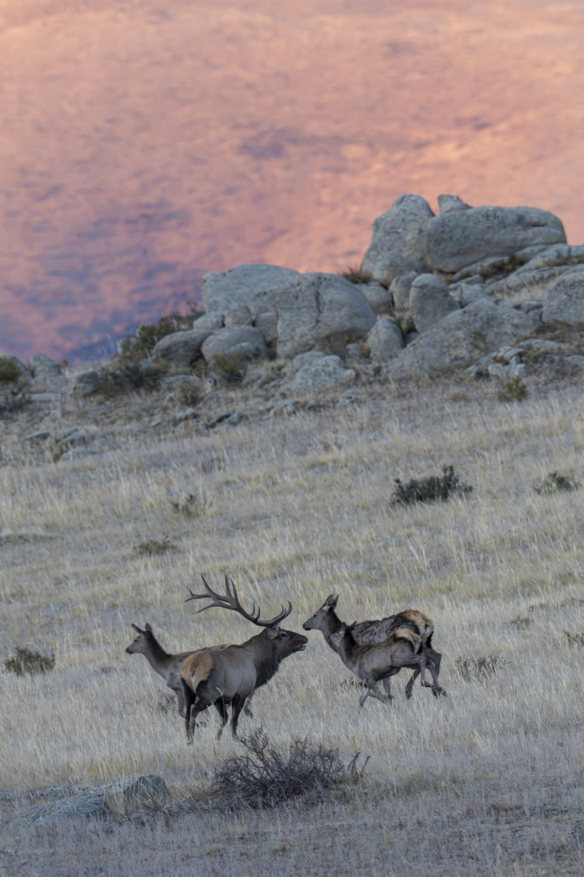 Siberian Elk at sunrise (image by Mark Beaman)