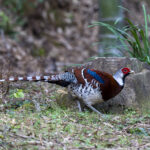 Elliot's Pheasant (image by Mark Beaman)
