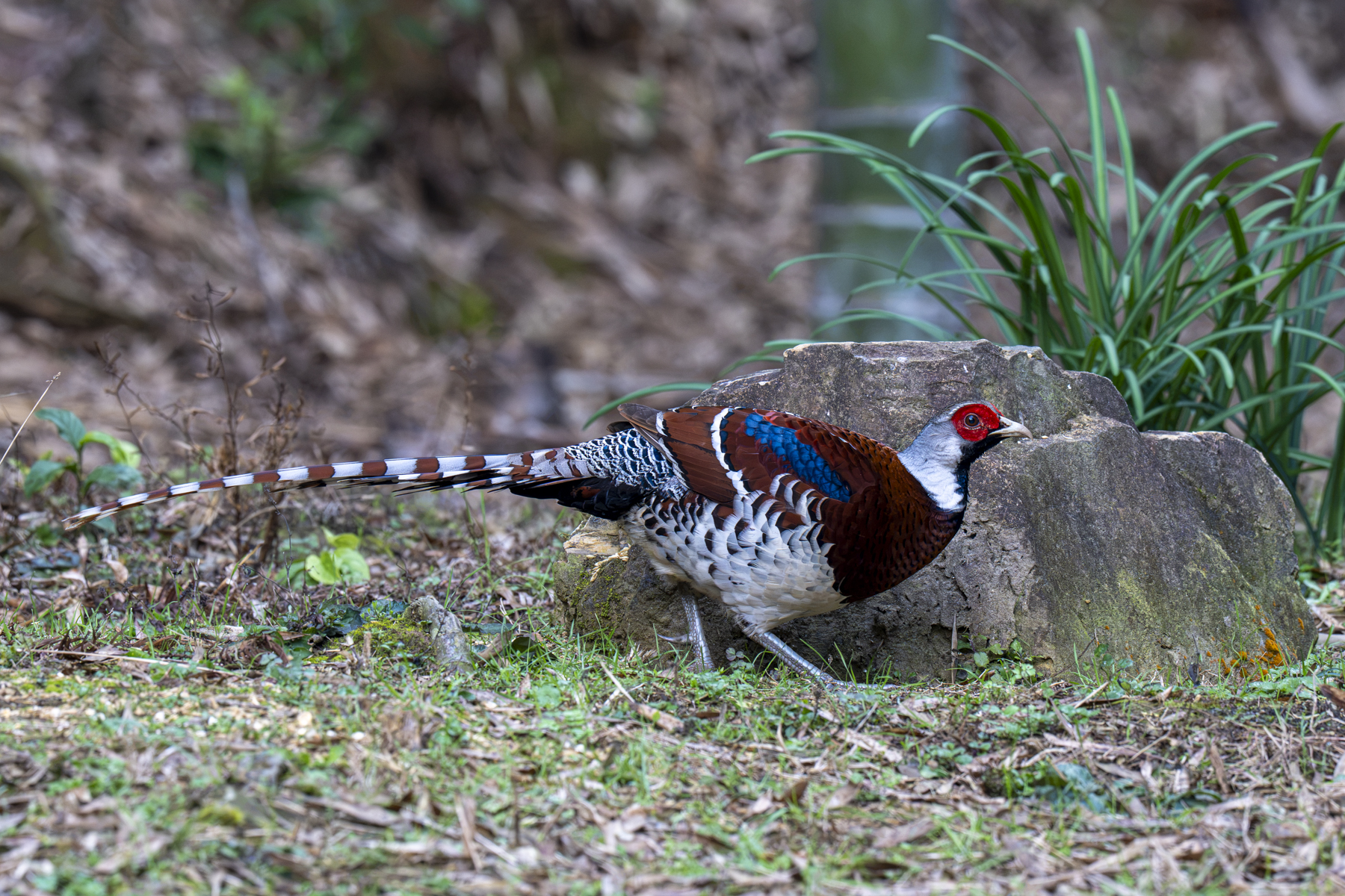 Elliot's Pheasant (image by Mark Beaman)